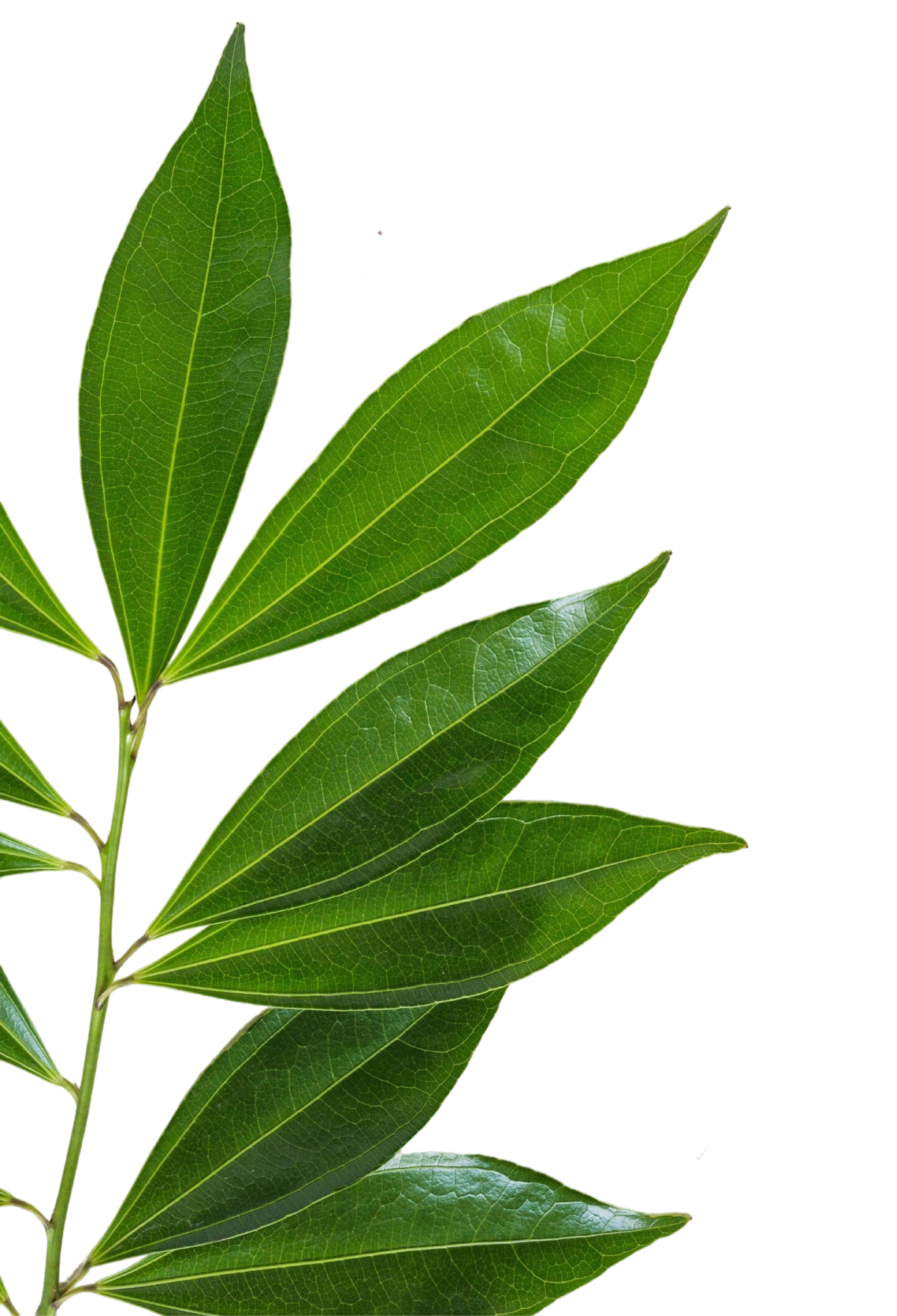 Natural Herbal Products