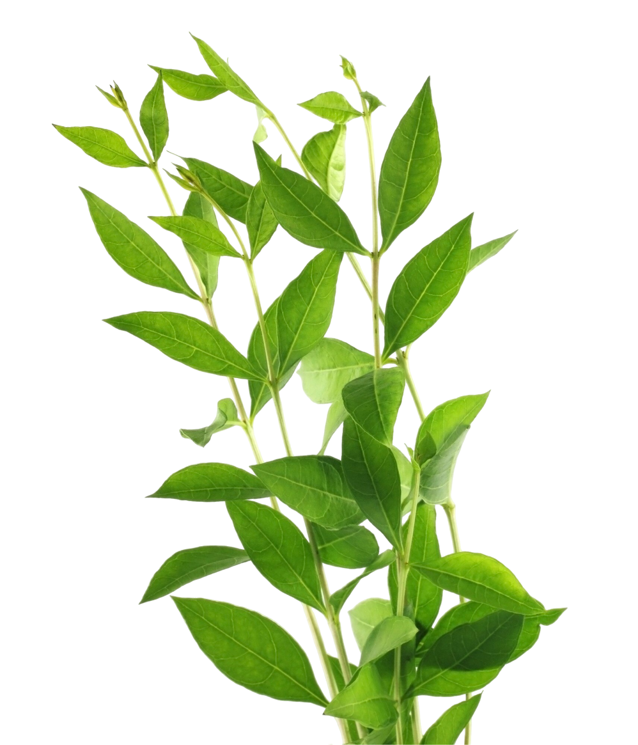 Precious Herbs
